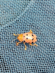 Podontia quatuordecimpunctata