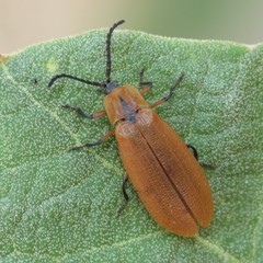 Lycus fulvellus