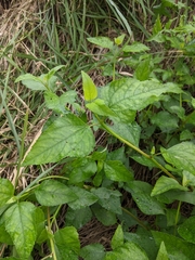 Wollastonia