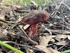 Boletus tasmanicus