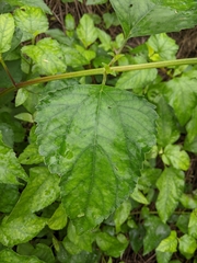 Wollastonia