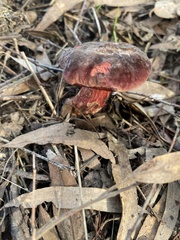 Boletus tasmanicus