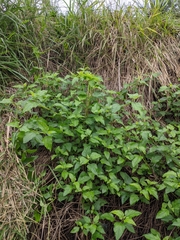 Wollastonia