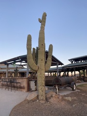 Carnegiea gigantea