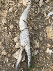 Procambarus simulans