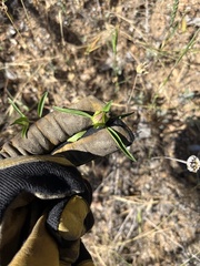 Monardella breweri lanceolata