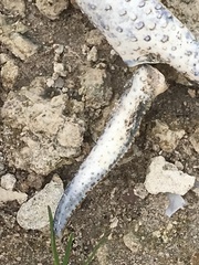 Procambarus simulans