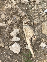 Procambarus simulans