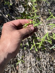 Monardella breweri lanceolata