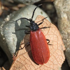 Macrolygistopterus rubripennis