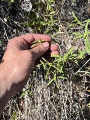 Monardella breweri lanceolata
