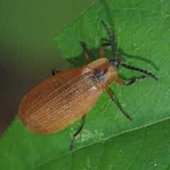Lycus fulvellus