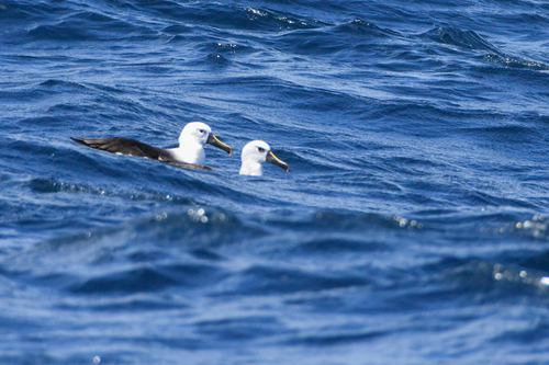 Albatros picofino (Thalassarche chlororhynchos)