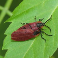 Lycus sanguinipennis