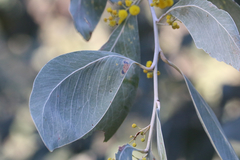 Acacia bancroftiorum