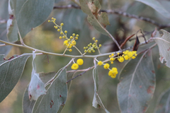Acacia bancroftiorum