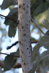 Acacia bancroftiorum