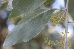 Acacia bancroftiorum