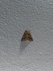 Herminodes atrosignata