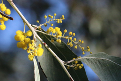 Acacia bancroftiorum
