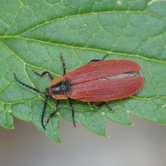 Lycus sanguinipennis