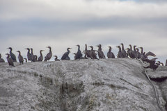 Phalacrocorax capensis