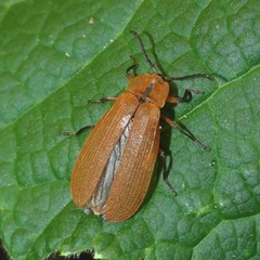 Lycus fulvellus