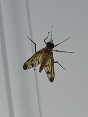 Rhagio floridensis