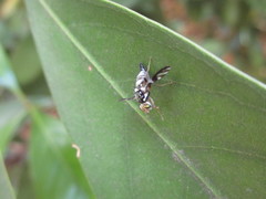 Proanoplomus japonicus