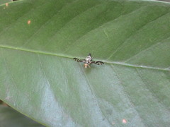 Proanoplomus japonicus