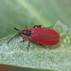 Lycus sanguinipennis