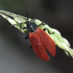 Macrolygistopterus rubripennis