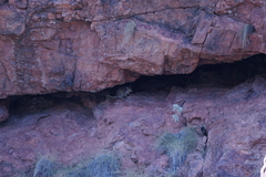Petrogale brachyotis