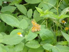 Polygonia c-aureum lunulata