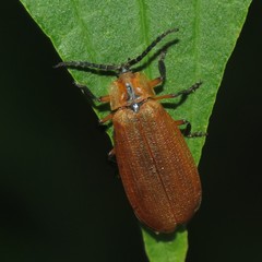 Lycus fulvellus