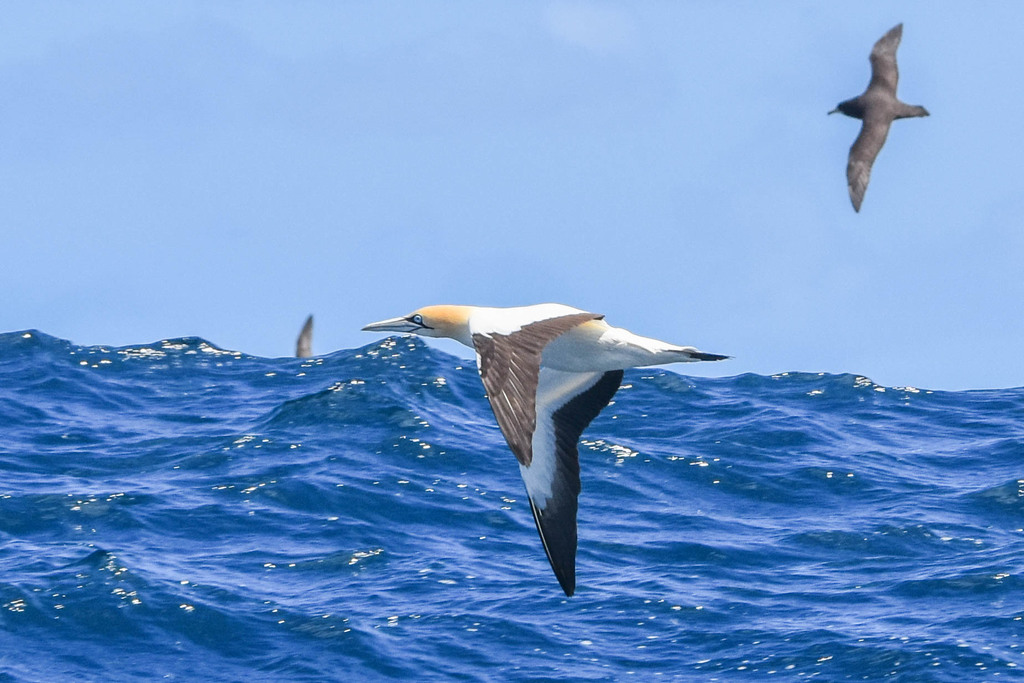 Cape gannet flying low over blue ocean waves