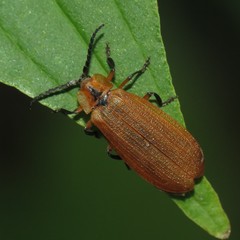 Lycus fulvellus