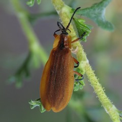Lycus fulvellus