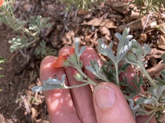 Sphaeralcea grossulariifolia