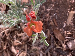 Sphaeralcea grossulariifolia