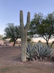 Carnegiea gigantea