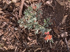 Sphaeralcea grossulariifolia