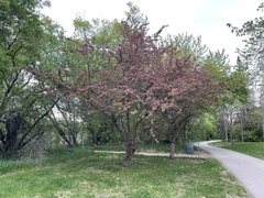 Malus