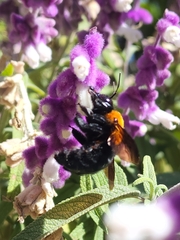 Xylocopa eximia