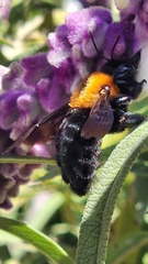Xylocopa eximia