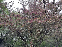 Malus