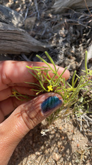 Camissonia pusilla