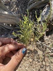 Camissonia pusilla
