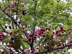 Malus