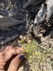 Camissonia pusilla